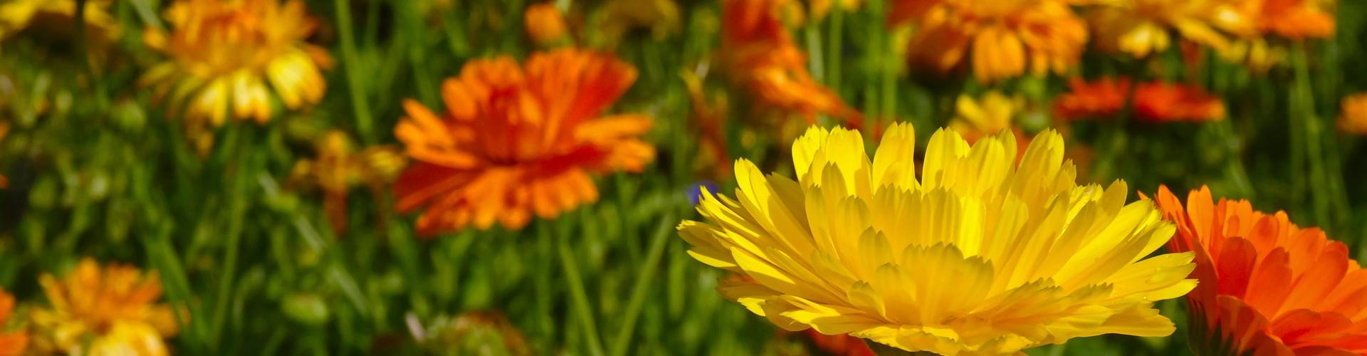 marigold 555811 1920