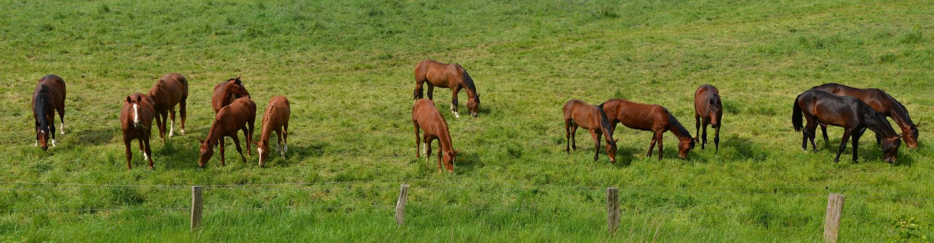 horses 1410749