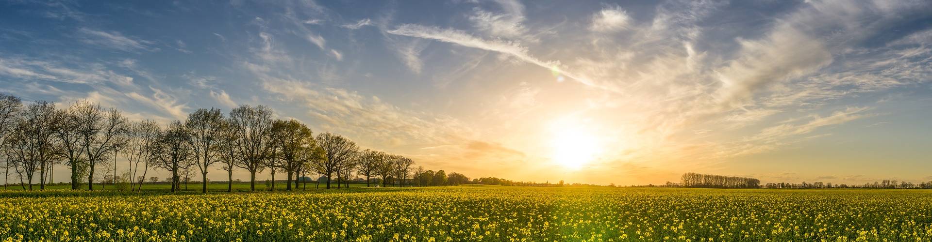 oilseed rape 2135026 1920