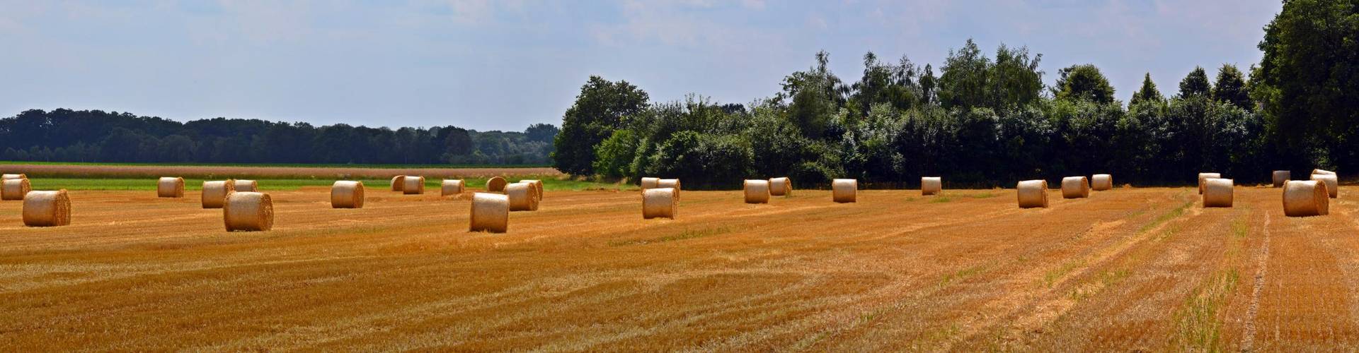 straw bales 1510233
