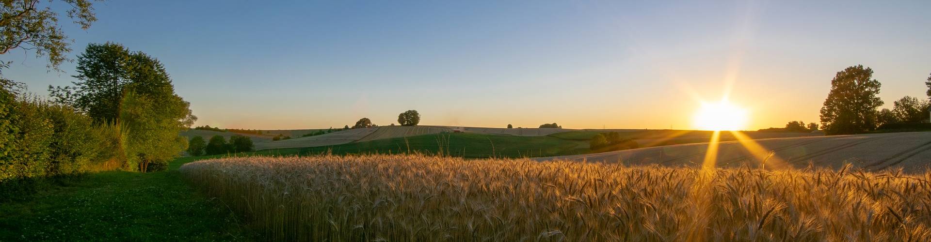 wheat field 3510713 1920