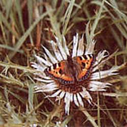 Silberdistel mit kleinem Fuchs